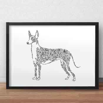 Ibizan Hound dog drawing print